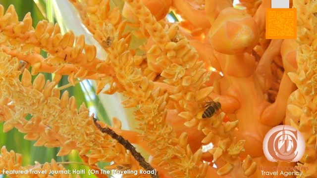 http://toctown.com/travels-1.html Are you ready to enjoy the benefits of a warmer environment? Bees play an essential part in our eco-system. They love the delicately sweet aroma of coconuts. It has been noted, the flavor of honey is influenced by the areas in which bees pollinate. Can you just image the flavor this little one brings back to the hive? #kissingLIFE #TOCTOWN