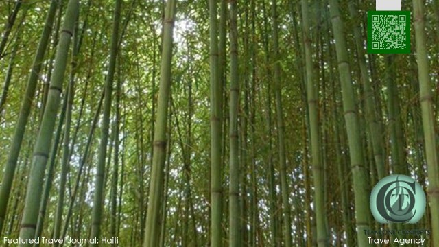 http:toctown.com Earth Day: seeing the trees for the renewable FOREST. Photo: Haiti #SBOCulture #kissingLIFE #EarthDay